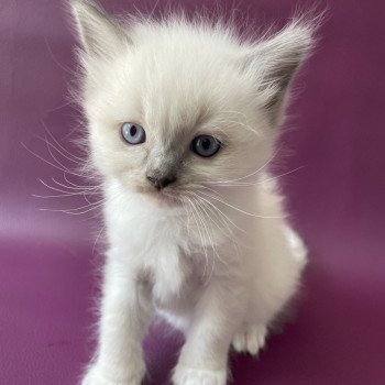 chaton Ragdoll Télios Les Ragdolls de la Croisette chaton Ragdoll Télios Les Ragdolls de la Croisette