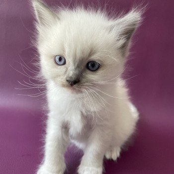 chaton Ragdoll Télios Les Ragdolls de la Croisette