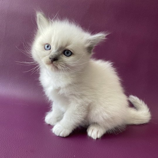 chaton Ragdoll Télios Les Ragdolls de la Croisette