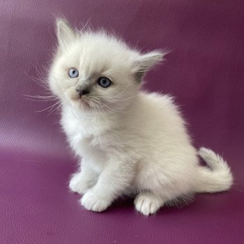 chaton Ragdoll Télios Les Ragdolls de la Croisette chaton Ragdoll Télios Les Ragdolls de la Croisette
