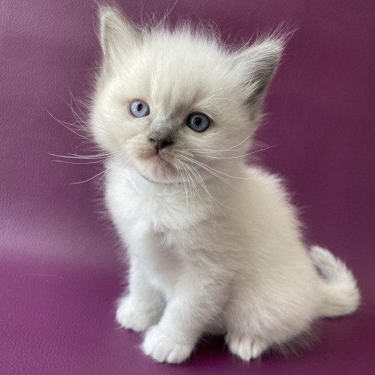 chaton Ragdoll Télios Les Ragdolls de la Croisette