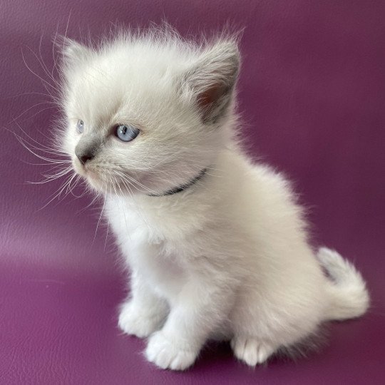 chaton Ragdoll Télios Les Ragdolls de la Croisette