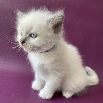 chaton Ragdoll Télios Les Ragdolls de la Croisette