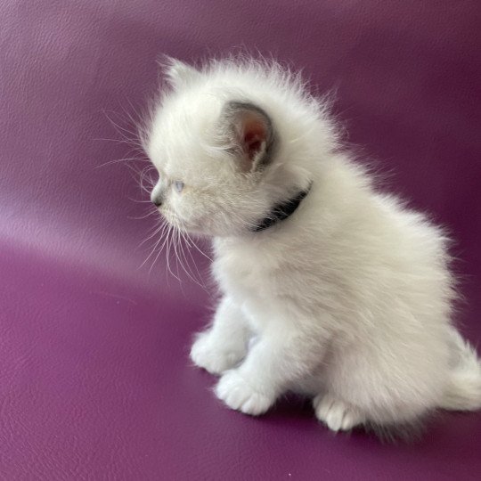 chaton Ragdoll Télios Les Ragdolls de la Croisette