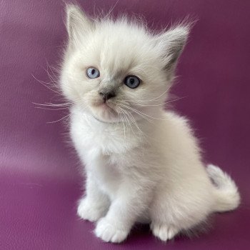 chaton Ragdoll Télios Les Ragdolls de la Croisette