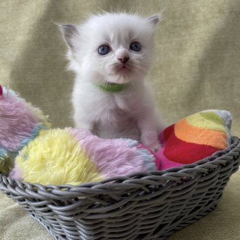 chaton Ragdoll Les Ragdolls de la Croisette chaton Ragdoll Les Ragdolls de la Croisette