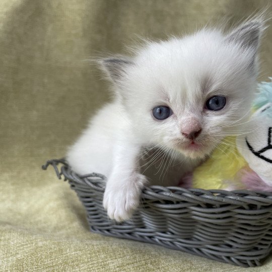 chaton Ragdoll vert Les Ragdolls de la Croisette