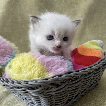 chaton Ragdoll vert Les Ragdolls de la Croisette