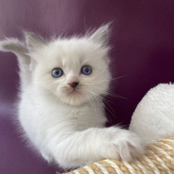 chaton Ragdoll Tokyo Les Ragdolls de la Croisette