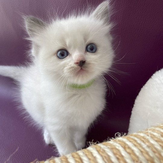 chaton Ragdoll Tokyo Les Ragdolls de la Croisette