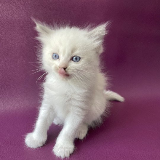 chaton Ragdoll Tokyo Les Ragdolls de la Croisette