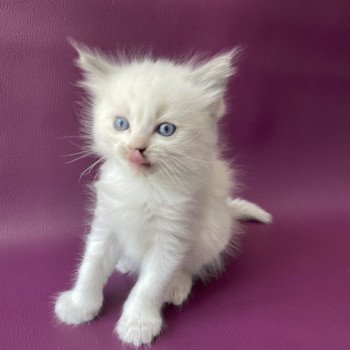 chaton Ragdoll Tokyo Les Ragdolls de la Croisette chaton Ragdoll Tokyo Les Ragdolls de la Croisette