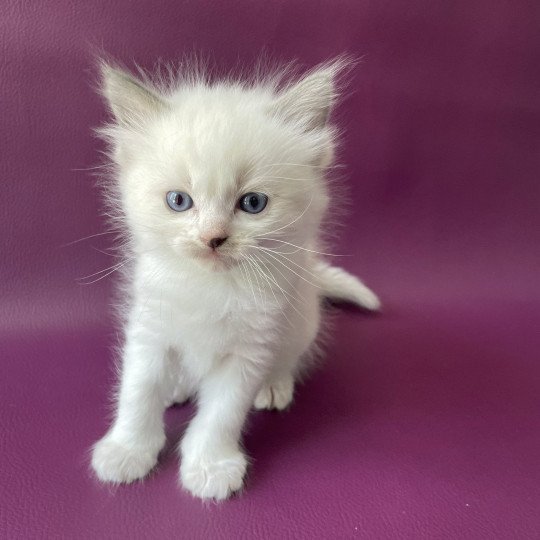 chaton Ragdoll Tokyo Les Ragdolls de la Croisette