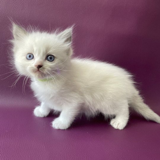 chaton Ragdoll Tokyo Les Ragdolls de la Croisette