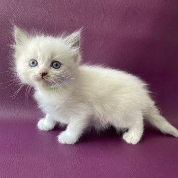 chaton Ragdoll Tokyo Les Ragdolls de la Croisette