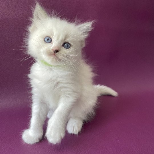 chaton Ragdoll Tokyo Les Ragdolls de la Croisette