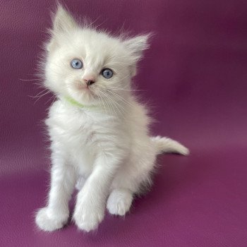 chaton Ragdoll Tokyo Les Ragdolls de la Croisette chaton Ragdoll Tokyo Les Ragdolls de la Croisette