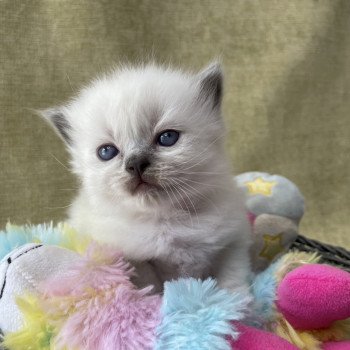 chaton Ragdoll Les Ragdolls de la Croisette chaton Ragdoll Les Ragdolls de la Croisette