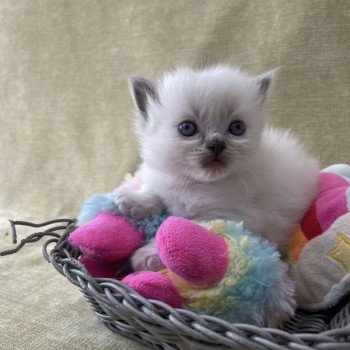 chaton Ragdoll orange Les Ragdolls de la Croisette