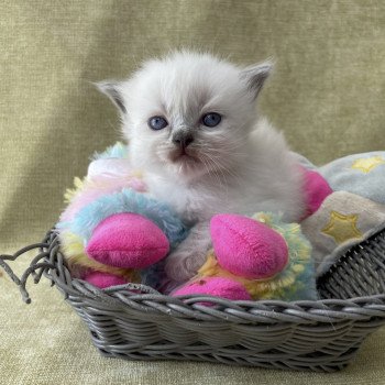 chaton Ragdoll orange Les Ragdolls de la Croisette