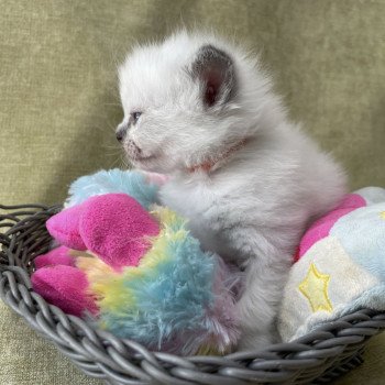 chaton Ragdoll orange Les Ragdolls de la Croisette