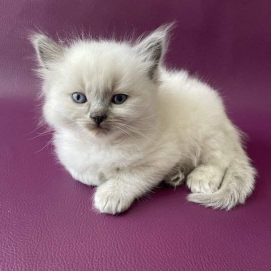 chaton Ragdoll Tiamo Les Ragdolls de la Croisette