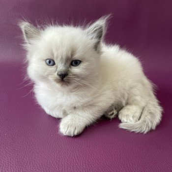 chaton Ragdoll Tiamo Les Ragdolls de la Croisette chaton Ragdoll Tiamo Les Ragdolls de la Croisette