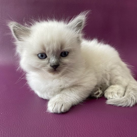 chaton Ragdoll Tiamo Les Ragdolls de la Croisette