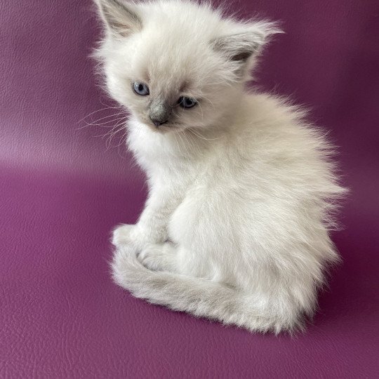 chaton Ragdoll Tiamo Les Ragdolls de la Croisette