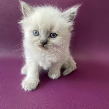 chaton Ragdoll Tiamo Les Ragdolls de la Croisette chaton Ragdoll Tiamo Les Ragdolls de la Croisette