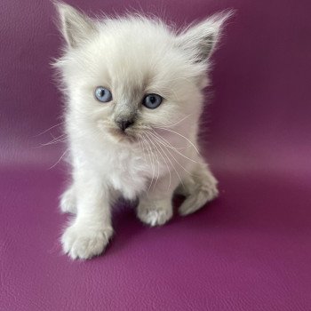 chaton Ragdoll Tiamo Les Ragdolls de la Croisette