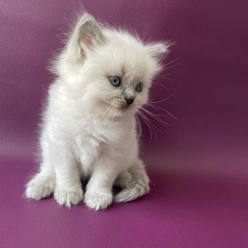 chaton Ragdoll Tiamo Les Ragdolls de la Croisette