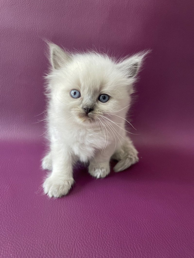 Tiamo De La Croisette Mâle Ragdoll