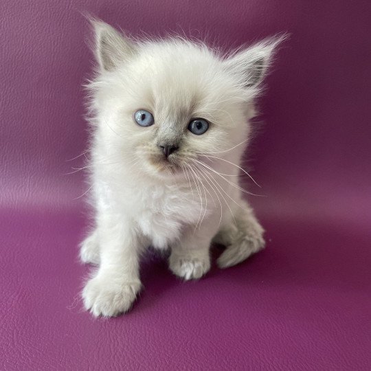 Tiamo De La Croisette Mâle Ragdoll