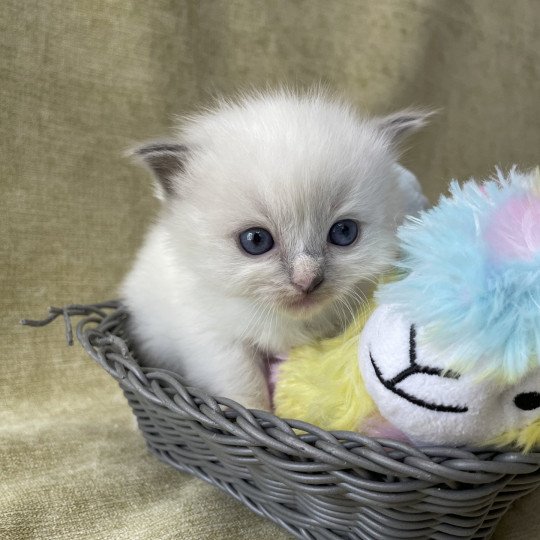 chaton Ragdoll Les Ragdolls de la Croisette