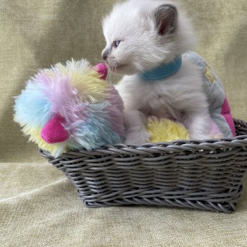 chaton Ragdoll Les Ragdolls de la Croisette chaton Ragdoll Les Ragdolls de la Croisette