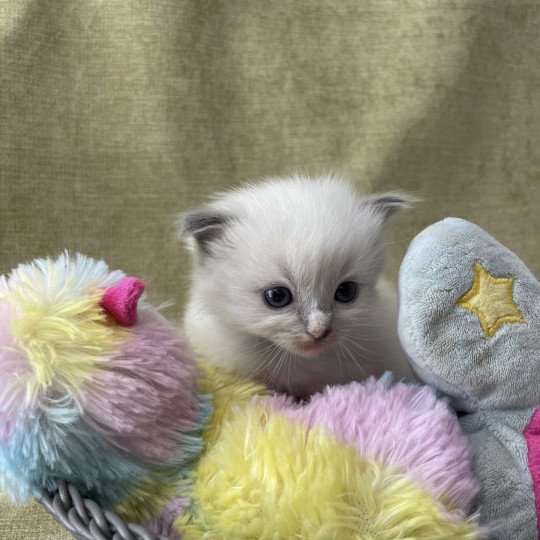 chaton Ragdoll Les Ragdolls de la Croisette