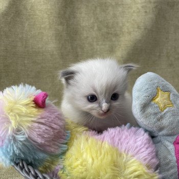 chaton Ragdoll Les Ragdolls de la Croisette chaton Ragdoll Les Ragdolls de la Croisette