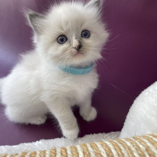 chaton Ragdoll Topaz Les Ragdolls de la Croisette