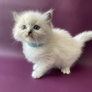 chaton Ragdoll Topaz Les Ragdolls de la Croisette