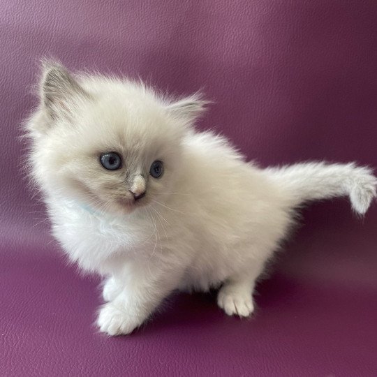 chaton Ragdoll Topaz Les Ragdolls de la Croisette