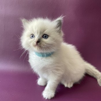 chaton Ragdoll Topaz Les Ragdolls de la Croisette