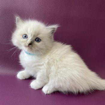 chaton Ragdoll Topaz Les Ragdolls de la Croisette