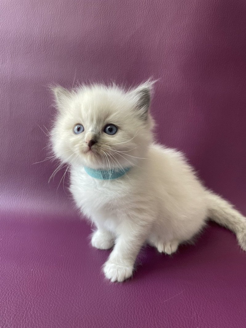 Topaz De La Croisette Femelle Ragdoll