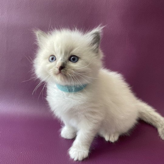 Topaz De La Croisette Femelle Ragdoll