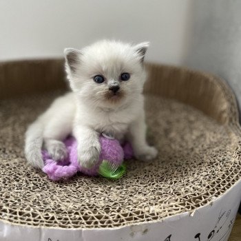 chaton Ragdoll blue point Les Ragdolls de la Croisette chaton Ragdoll blue point Les Ragdolls de la Croisette