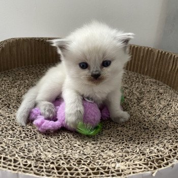 chaton Ragdoll blue point Les Ragdolls de la Croisette chaton Ragdoll blue point Les Ragdolls de la Croisette