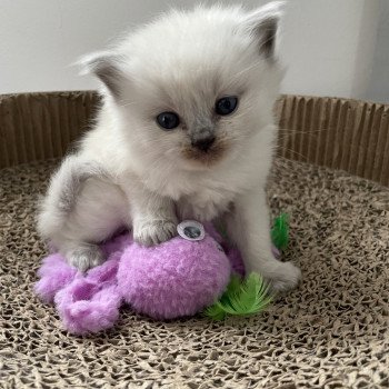 chaton Ragdoll blue point Les Ragdolls de la Croisette chaton Ragdoll blue point Les Ragdolls de la Croisette