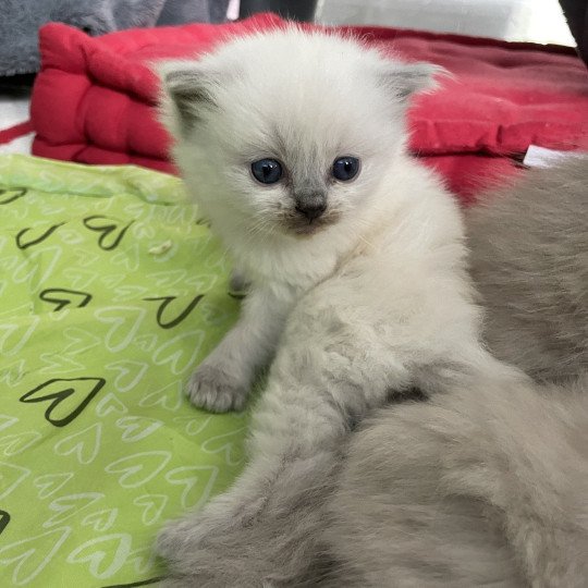 chaton Ragdoll blue point Les Ragdolls de la Croisette