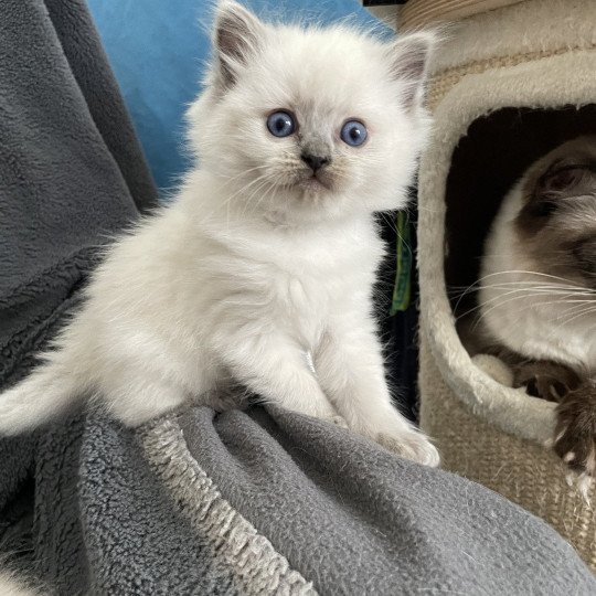 chaton Ragdoll blue point Violette gris Les Ragdolls de la Croisette